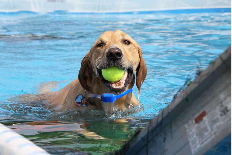 Waterproof bark stopper device for small, medium, and large dogs
